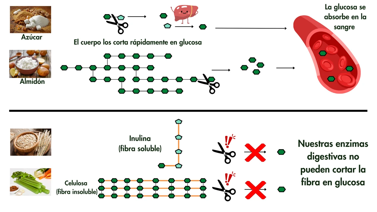 Los hexágonos verdes son glucosa y los pentágonos claros son fructosa. Nuestras enzimas (las tijeras) separan el azúcar de mesa en glucosa y fructosa, y cortan el almidón en glucosas sueltas, que se absorben a la sangre. Tu hígado también puede convertir la fructosa en glucosa. Fibras como la inulina y la celulosa tienen enlaces que nuestras tijeras no pueden cortar, así que pasan por el intestino delgado sin digerirse y siguen hasta el intestino grueso.
