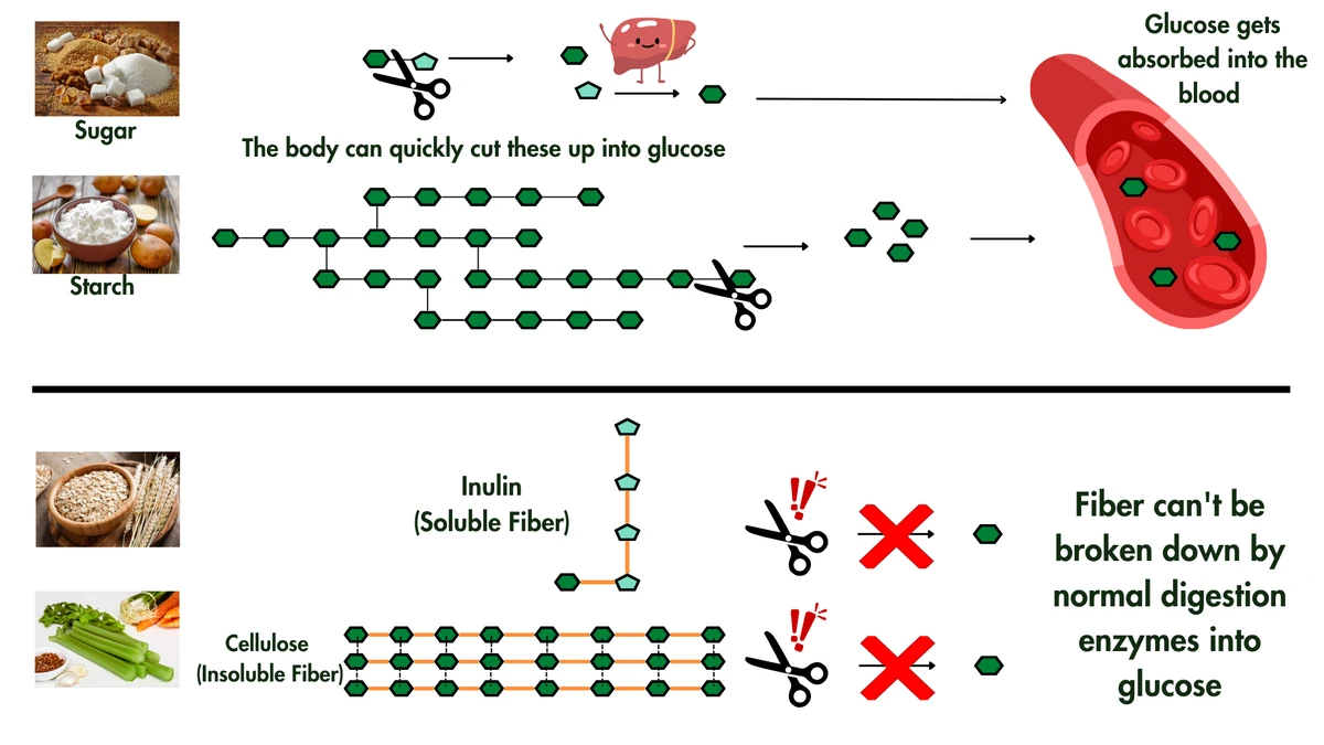 Green hexagons are glucose, and pale pentagons are fructose. Our enzymes (the scissors) split table sugar into glucose and fructose, and snip starch into single glucose units, which are absorbed into the blood. Your liver can turn fructose into glucose, too. Fibers like inulin and cellulose have links our scissors can't cut, so they pass through the small intestine undigested and travel on to the large intestine.