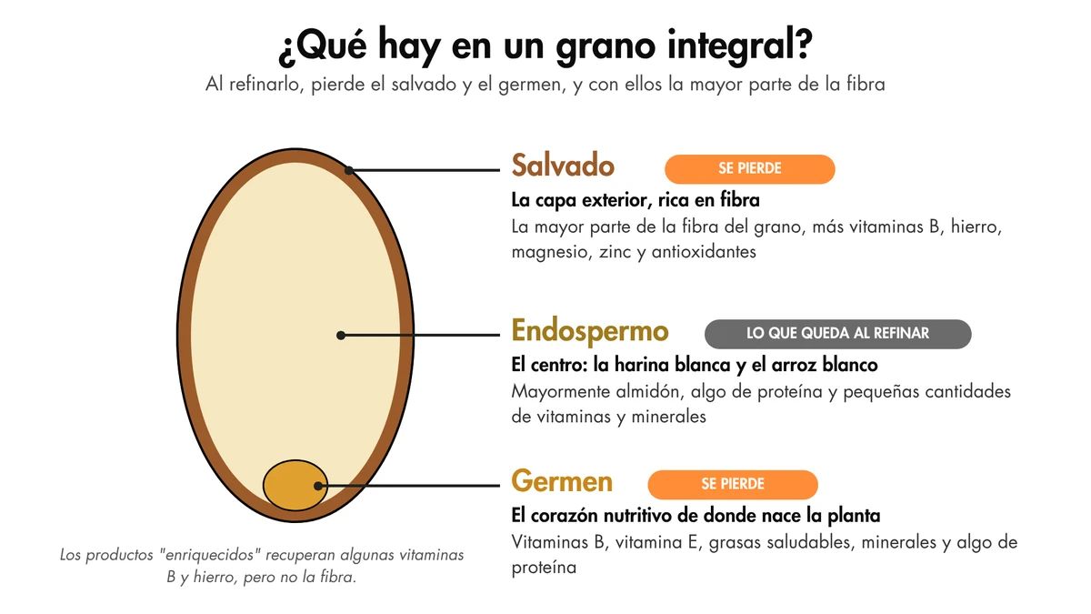 Un grano integral conserva sus tres partes. Al refinarlo, se le quitan el salvado y el germen, y con ellos se va la mayor parte de la fibra.