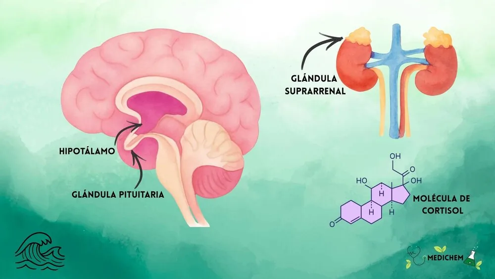 Diagrama en acuarela del eje HPA: cerebro, hipotálamo, glándula pituitaria, glándulas suprarrenales sobre los riñones y la molécula de cortisol.