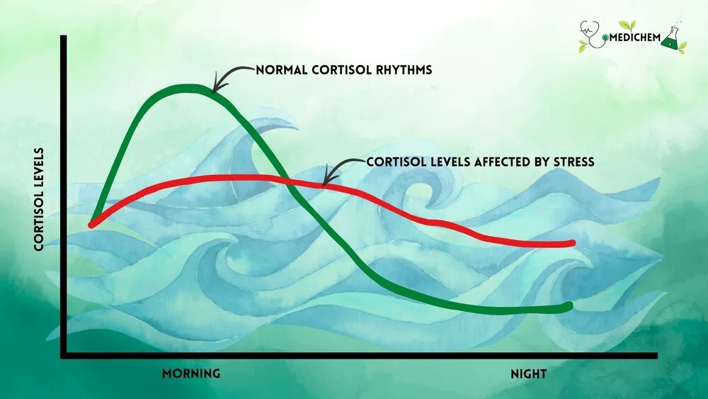 Graph of cortisol across the day: a healthy green curve with a strong morning rise and steady decline, versus a flattened red curve from chronic stress.