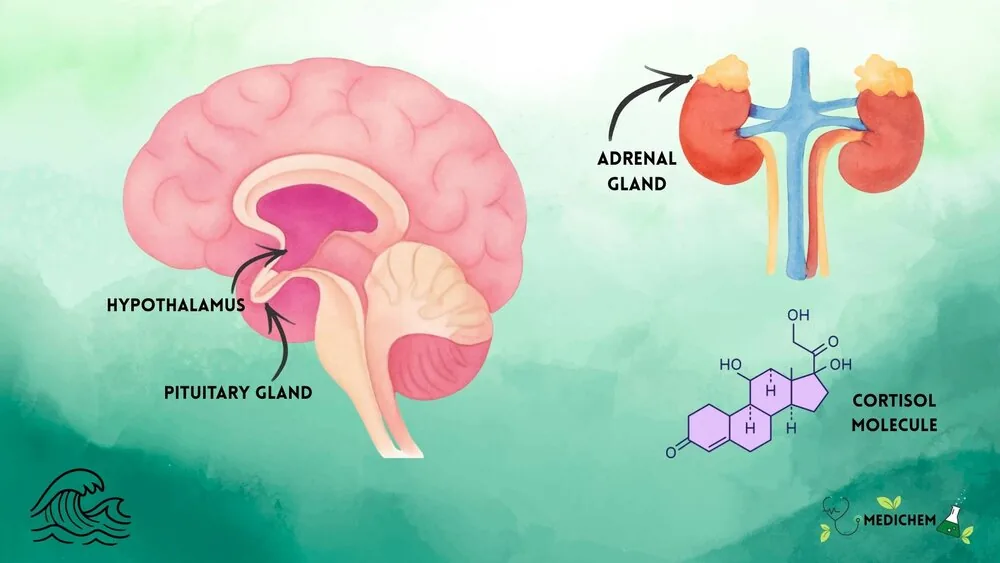 Watercolor diagram of the HPA axis: brain, hypothalamus, pituitary gland, adrenal glands above the kidneys, and a cortisol molecule.